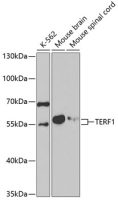 TRF1 antibody