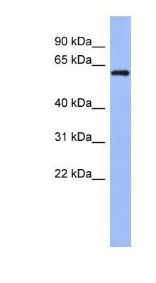 RBM47 antibody, Internal