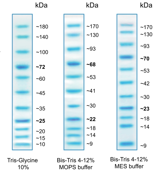 Trident Blue Prestained Protein Ladder