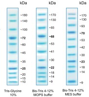 Trident Blue Prestained Protein Ladder