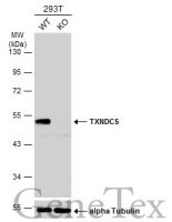 TXNDC5 antibody