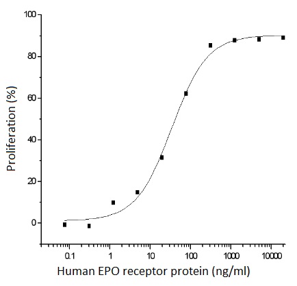 Human EPO receptor protein, His tag (active)