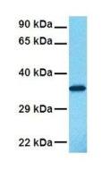 Annexin III antibody, N-term