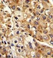 Sodium/Potassium ATPase beta 2 antibody, Internal