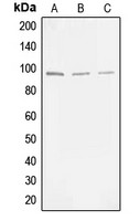 MLK3 (phospho Thr277/Ser281) antibody