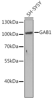GAB1 antibody