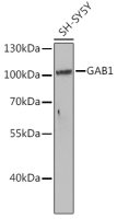 GAB1 antibody