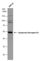 Dopamine Receptor D1 antibody [N1-2], N-term
