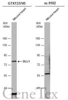 DLL1 antibody