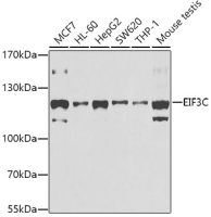 EIF3S8 antibody
