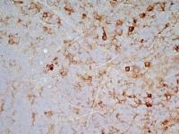 SIRP alpha antibody [OX-41]