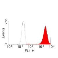 EGFR antibody [ICR10]