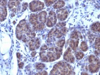 GLG1 antibody [GLG1/970]