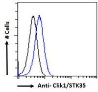 Clik1 / STK35 antibody, C-term