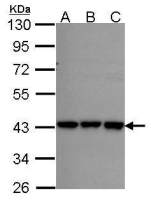 RFC2 antibody