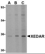 XEDAR antibody