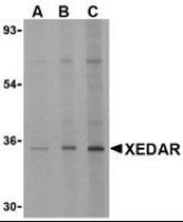 XEDAR antibody