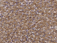 ATOX1 antibody