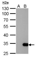 GST tag antibody [3G10]