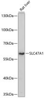 SLC47A1 antibody