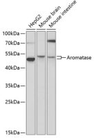 Aromatase antibody