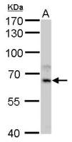 Cyp1a antibody