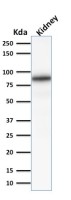 Calnexin antibody [CANX/1541]