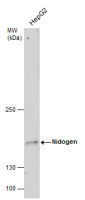 Nidogen 1 antibody [C1C3]