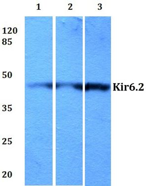 Kir6.2 antibody