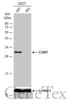 COMT antibody