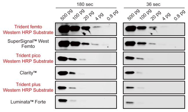 Trident pico Western HRP Substrate