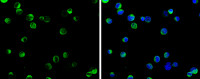 SELK antibody
