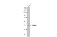 Wnt5a antibody