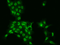 SCC112 antibody
