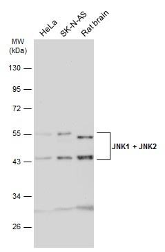 JNK1 + JNK2 antibody