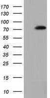 SAMHD1 antibody [1F9]