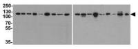 Vinculin antibody [7E10]
