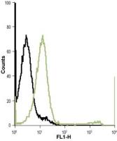 Kir7.1 antibody