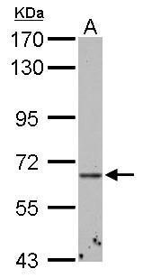 ABCE1 antibody