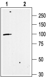 KCNN3 antibody