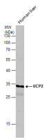 UCP2 antibody