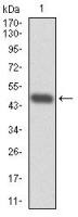 RPA70 antibody [4C4]
