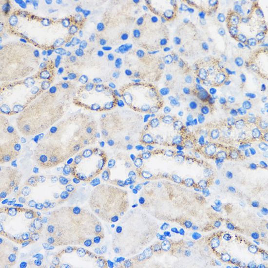 Chemerin antibody