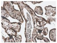 MMP3 antibody [3E44]