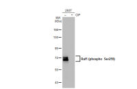 Raf1 (phospho Ser259) antibody [GT1309]