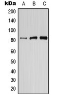 PI3 kinase p87 antibody