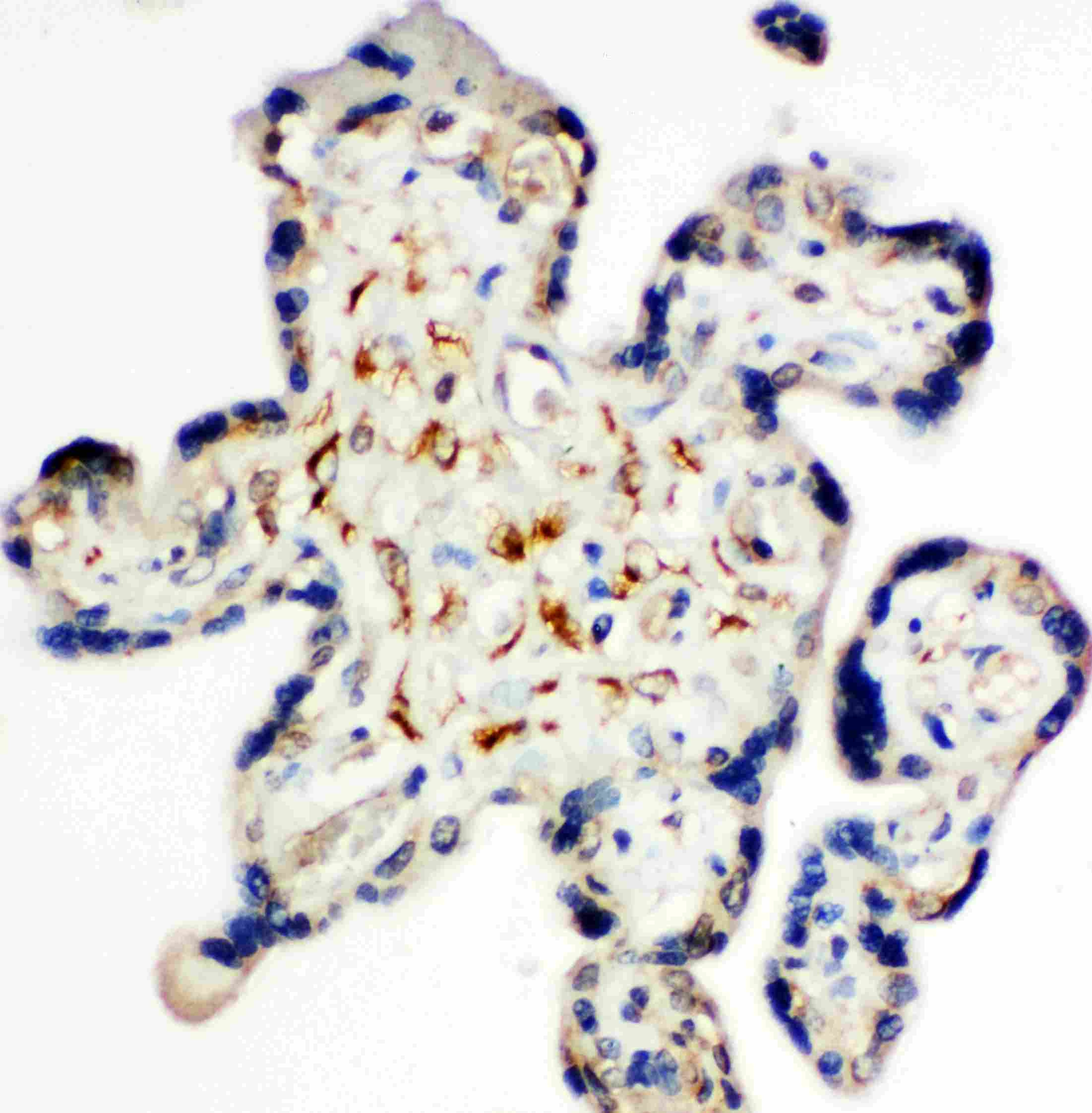 Syndecan 3 antibody