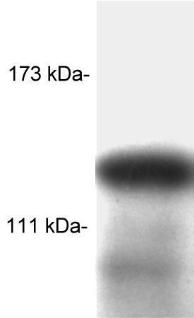 SRC1 antibody [1135/H4]