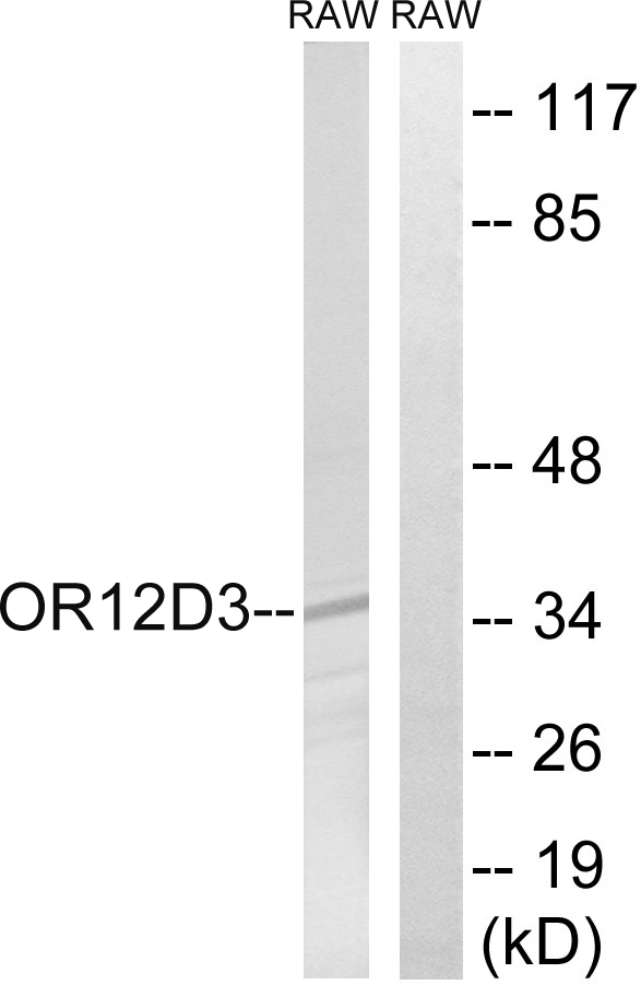 OR12D3 antibody