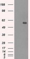 CNDP1 antibody [2F8]